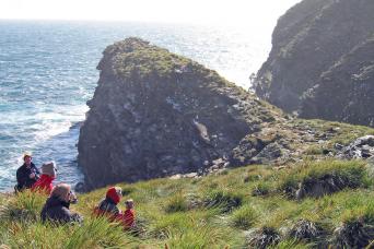 Albatross cliffs, Falkland Islands