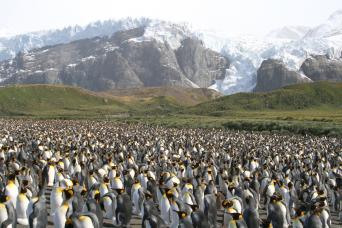 Magnificent South Georgia