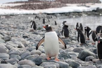 Gentoo penguins, Antarctic Peninsula