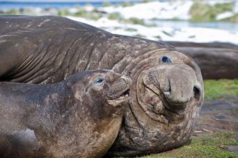 Elephant seal and young, South Georgia