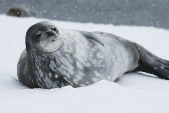 Beautiful Weddell Seal