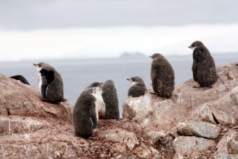 Moulting chinstrap penguins