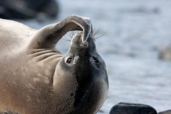 Crabeater seal