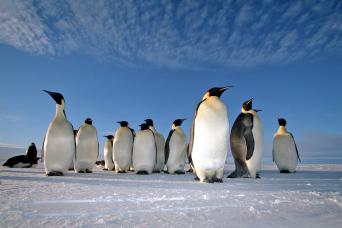 Majestic emperor penguins in Antarctica's Weddell Sea