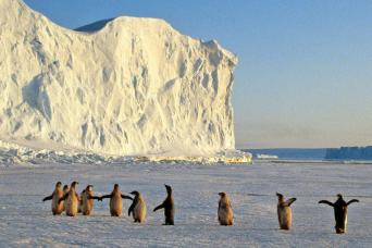 Emperor chicks on the ice