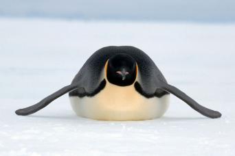 Emperor penguin 'taboganning'