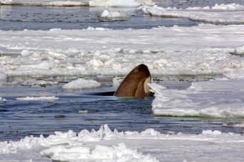 Orcas patrol the pack ice