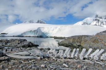 Whalebones, Port Lockroy, Antarctica