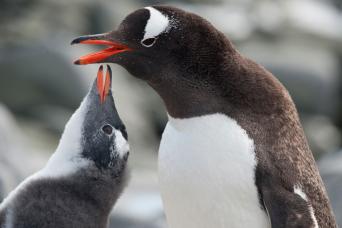 Gentoo penguins, Antarctica