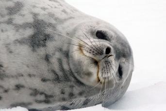 Weddell Seal