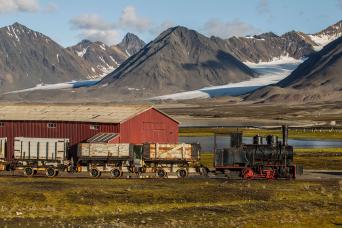 Arctic tundra flowers