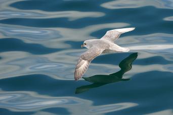 Down the gangway to the Zodiacs