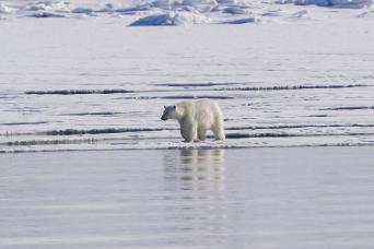 Optional kayaking excursions