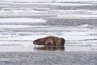 Look for Polar Bears amongs the pack ice