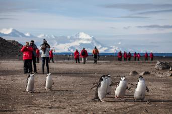 Chinstrap pengun colony, Antarctica