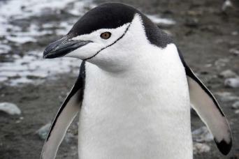Chinstrap penguin