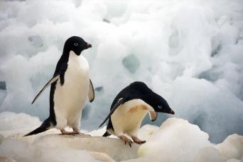 Adelie penguins