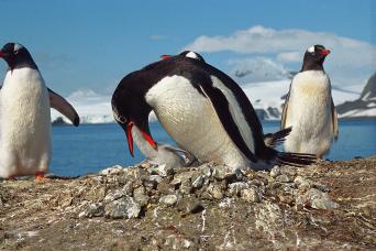 Gentoo penguin colony