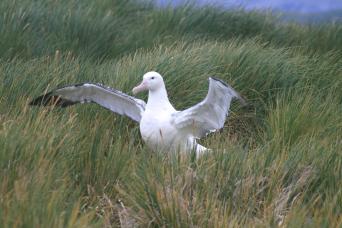 Wandering albatross nest on South Georgia