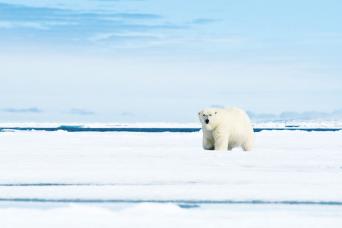 Search for bears in Svalbard!