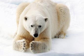 Arctic icon: Polar Bear