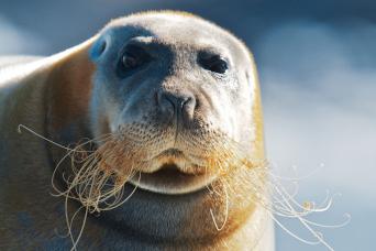 Bearded seal, Svalbard