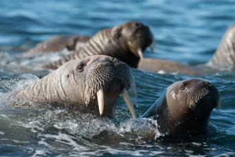 Encounter walrus in Svalbard