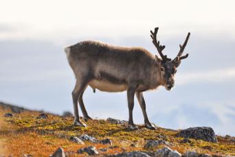 Svalbard reindeer