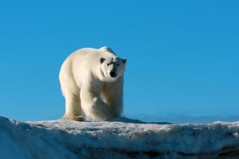 Search for polar bears on a cruise to Svalbard