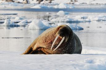 Walrus on the pack ice