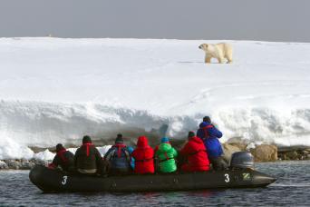 Polar bear sighting!