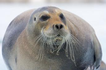 Bearded seal