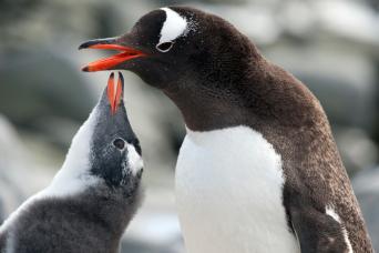 Gentoo penguin, Antarctica