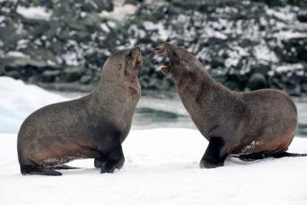 Fur seals South Georgia