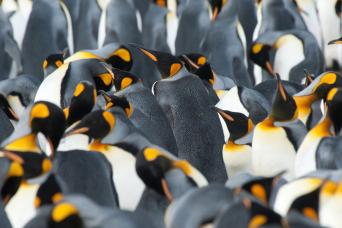 King penguins in South Georgia