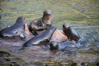 Gough Island fur seals