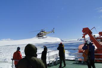 See Black-browed albatross in the Falklands