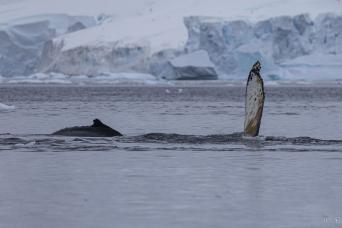 Hiking in Antarctica
