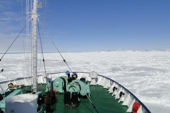 King penguins are very photogenic!