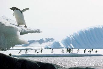 See Adelie penguins in Antarctica!