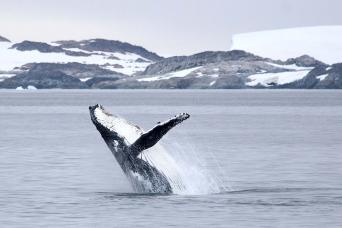 Breaching humpback whale