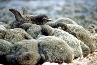 Creche of weeks-old Adelie penguins
