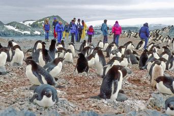 Visiting a penguin colony