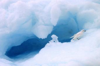 Pure white snow petrel, Antarctica