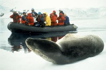 Leopard seal encounter by Zodiac