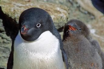 Zodiacs take you up close and personal to Antarctic ice!