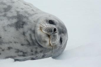 Weddell Seal, Antarctica