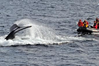 Whale sighting in Antarctica!