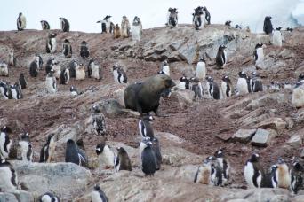 Gentoo Penguins, Fur Seal, Antarctica