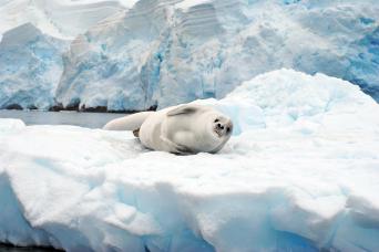 Crabeater seal resting on pack ice